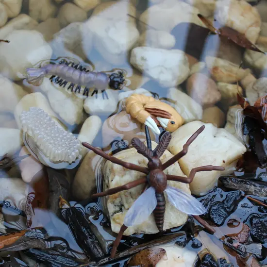 Safari Ltd Safari Ltd. | Le cycle de vie d'un moustique