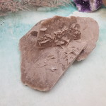 De Verrijking Zandroos Mexico 2