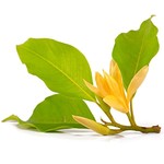 De Groene Linde Magnolia Orange - Chempaka Orange Essentiele olie