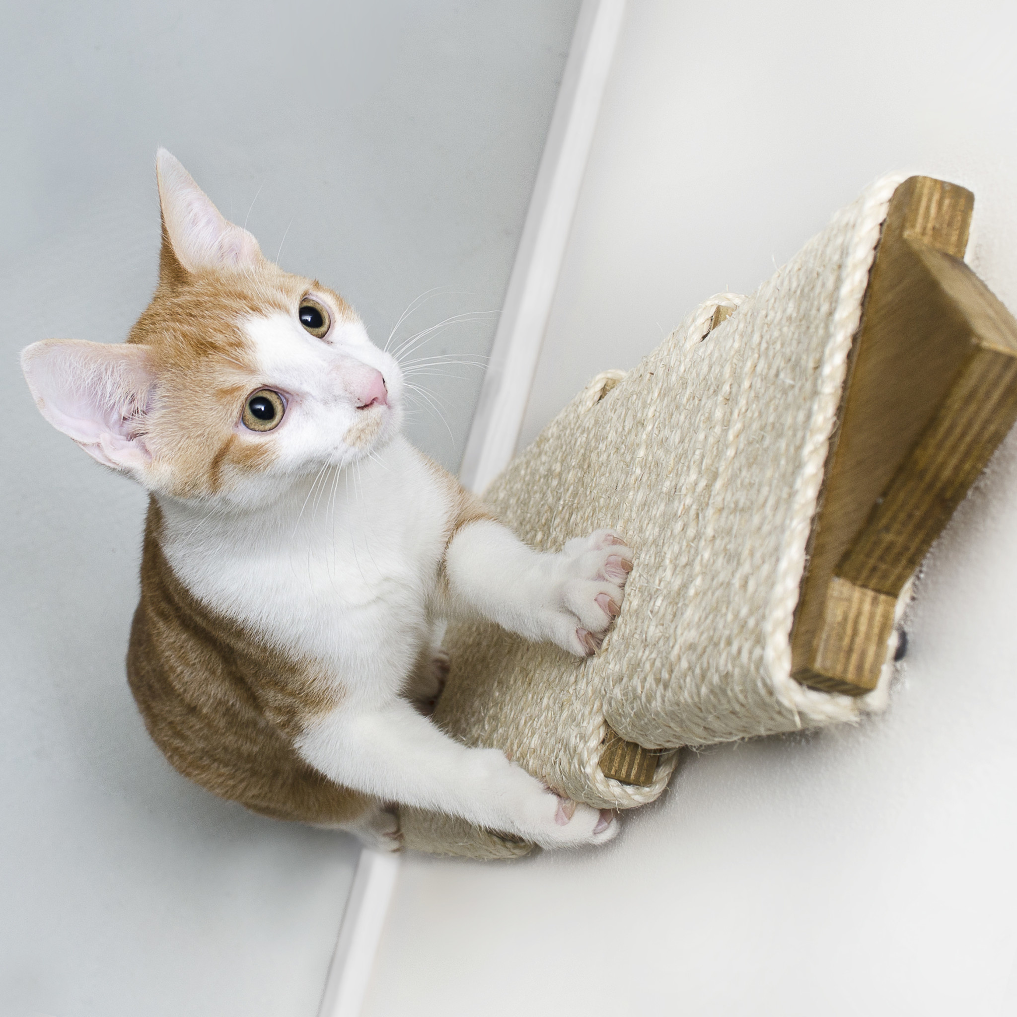 Kat & Krabdomtoren - de enige echte Utrechtse krabplank voor katten