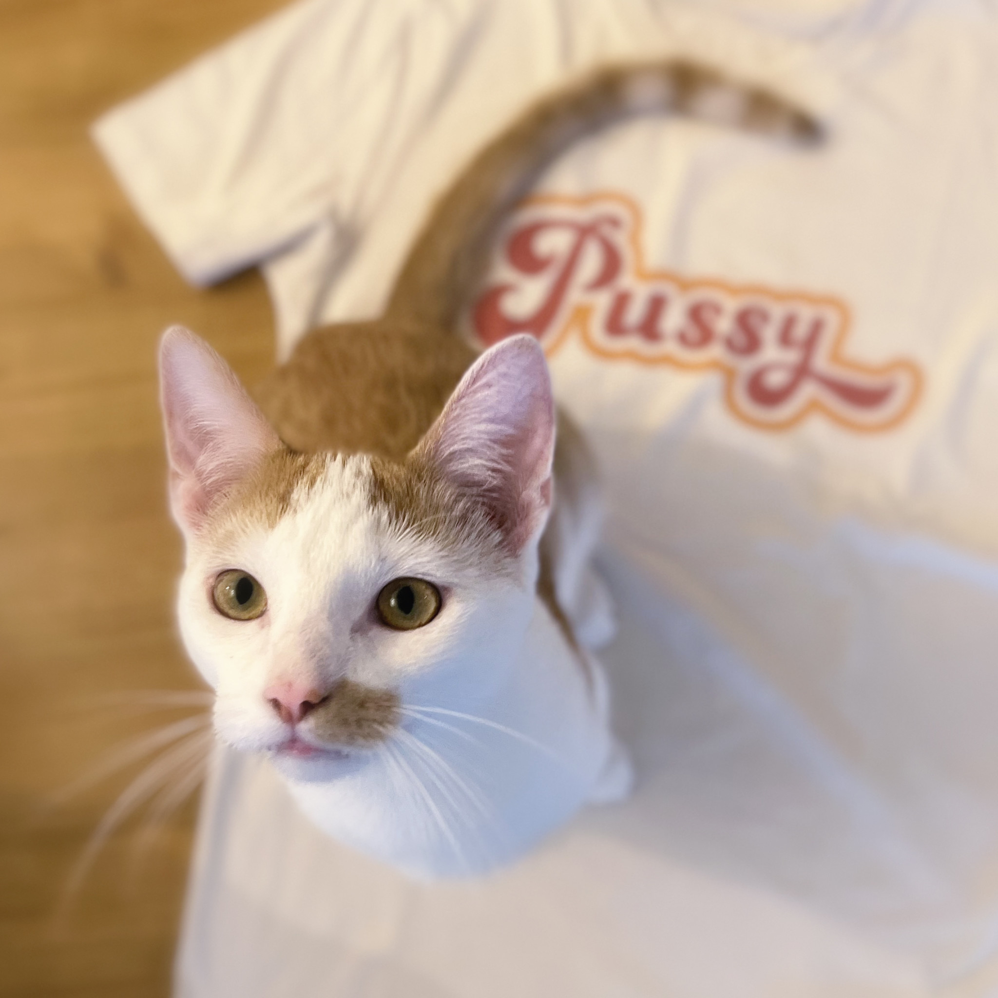Kat & T-shirt Pussy / unisex model katten t-shirt
