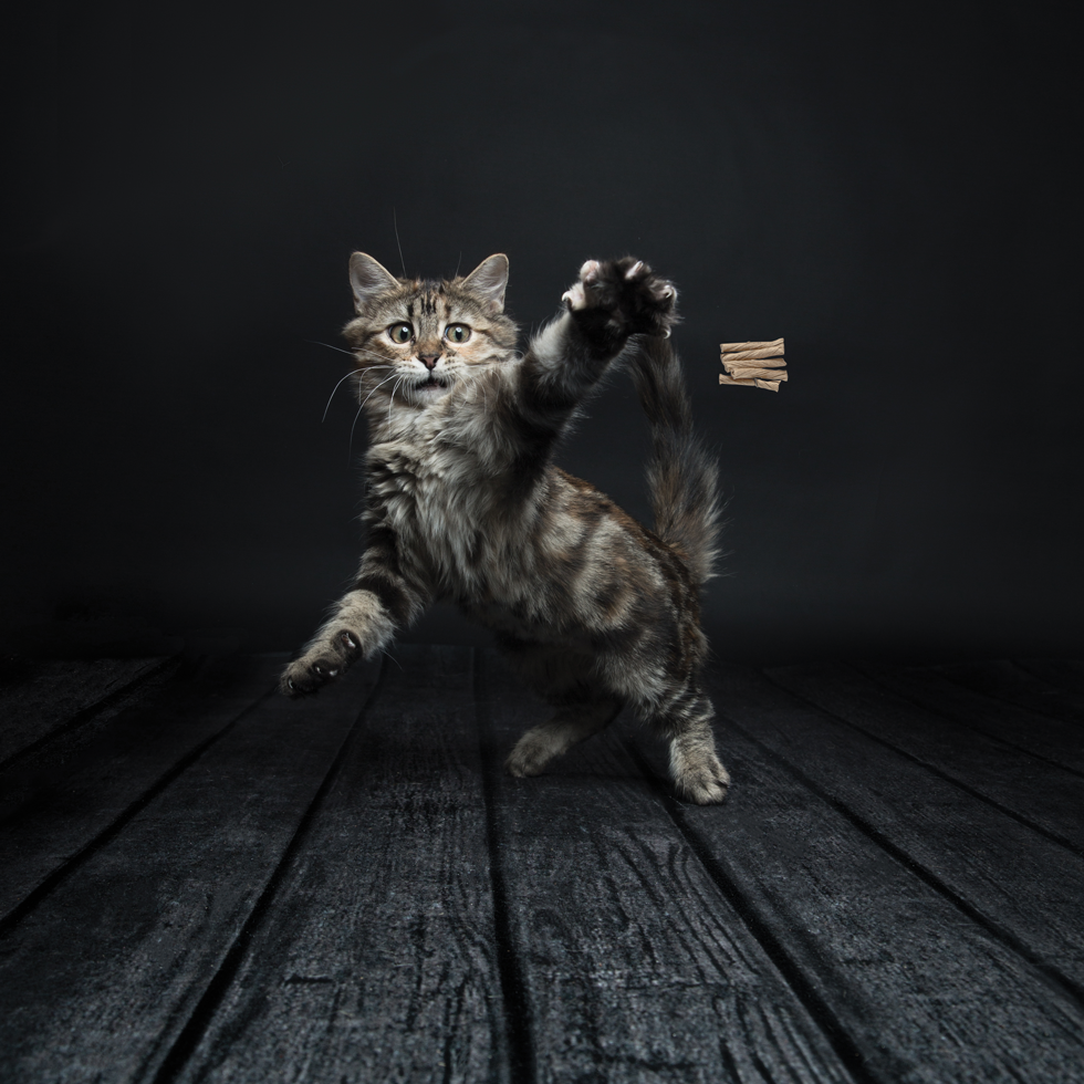 Cat Dancer Pro kattenspeelgoed