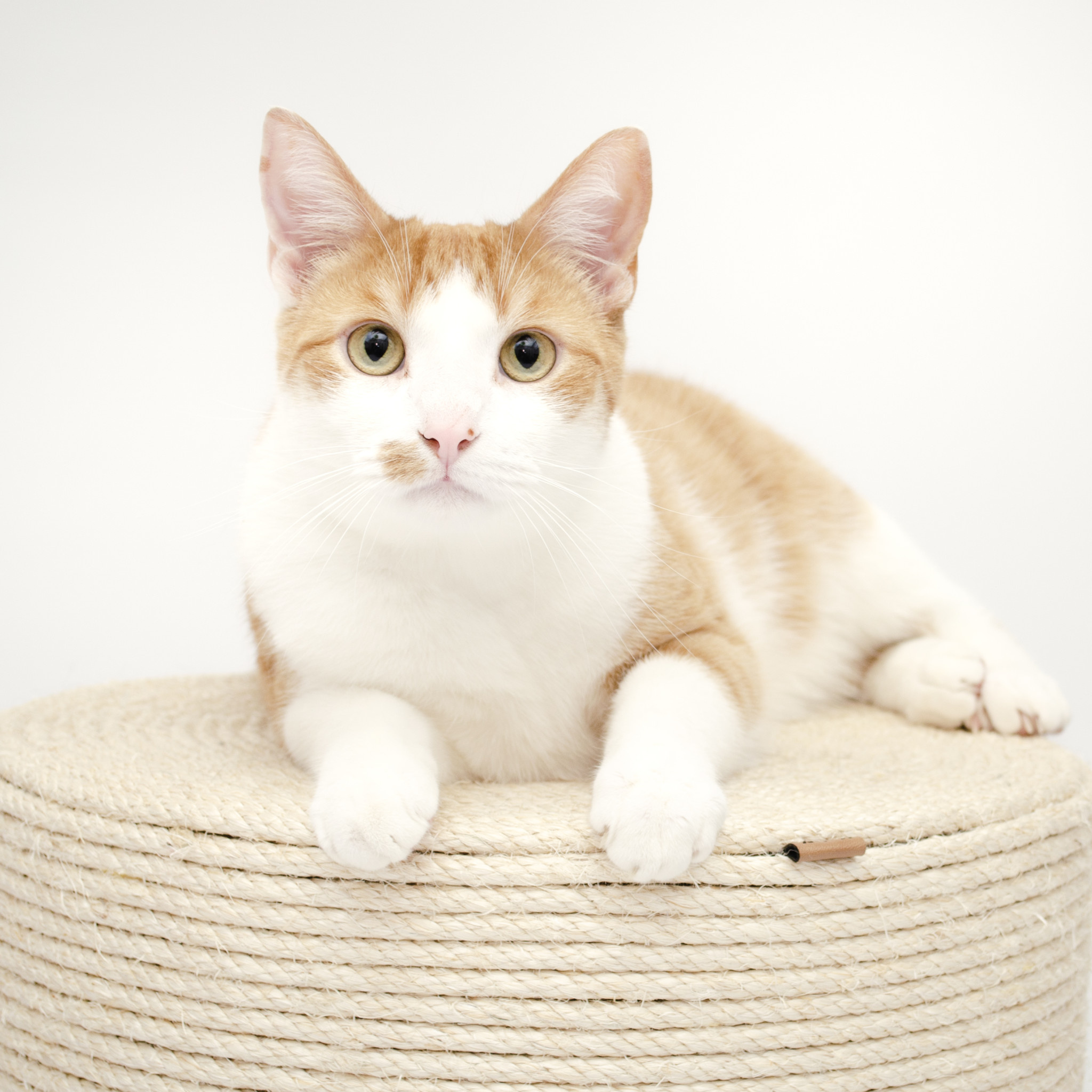 Kat & Krabpoef naturel / grijs - duurzaam & handgemaakt