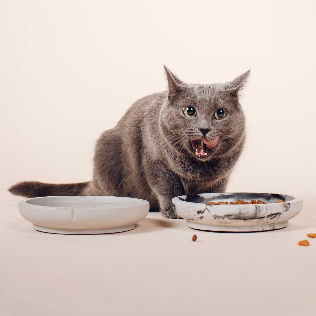 Pino Pino Slow Whisker Friendly Bowls