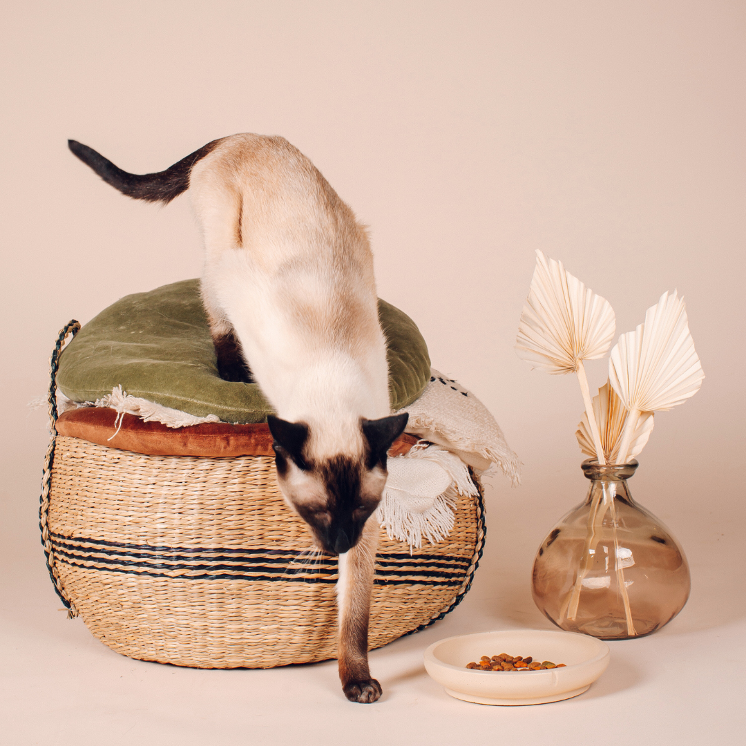 Pino Pino Slow Whisker Friendly Bowls