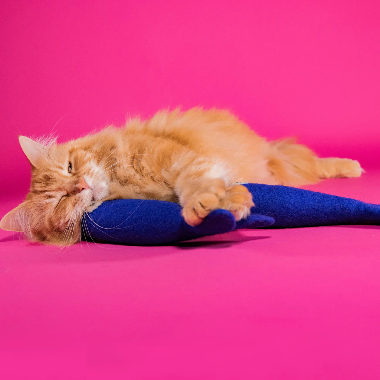 Mimis Daughters Mimis Daughters Freddy the Big Fish