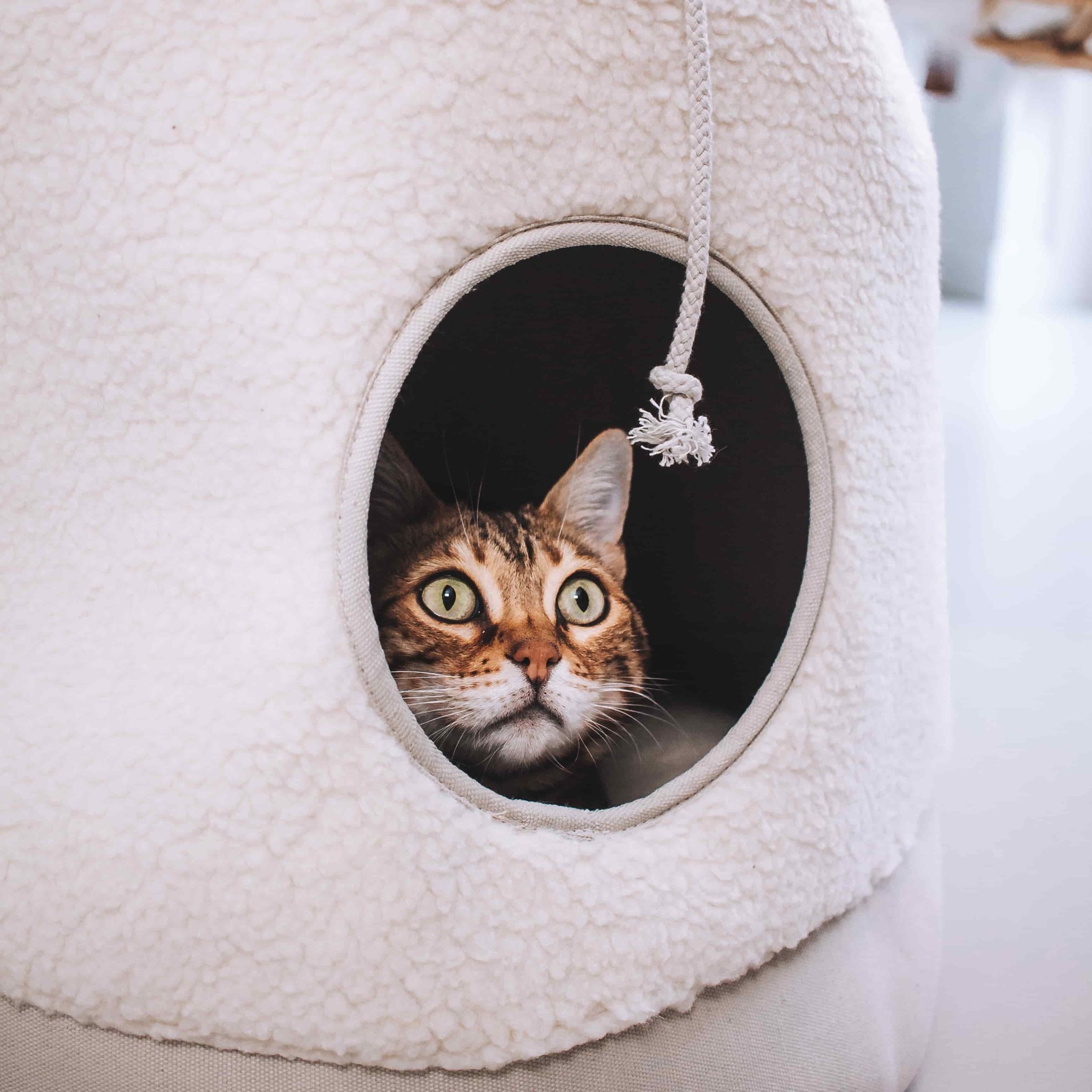 District 70 CASA Teddy Creme