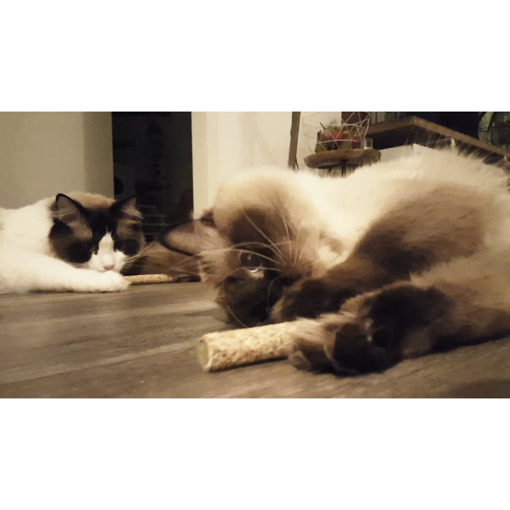 Addicted! Triple Fruit