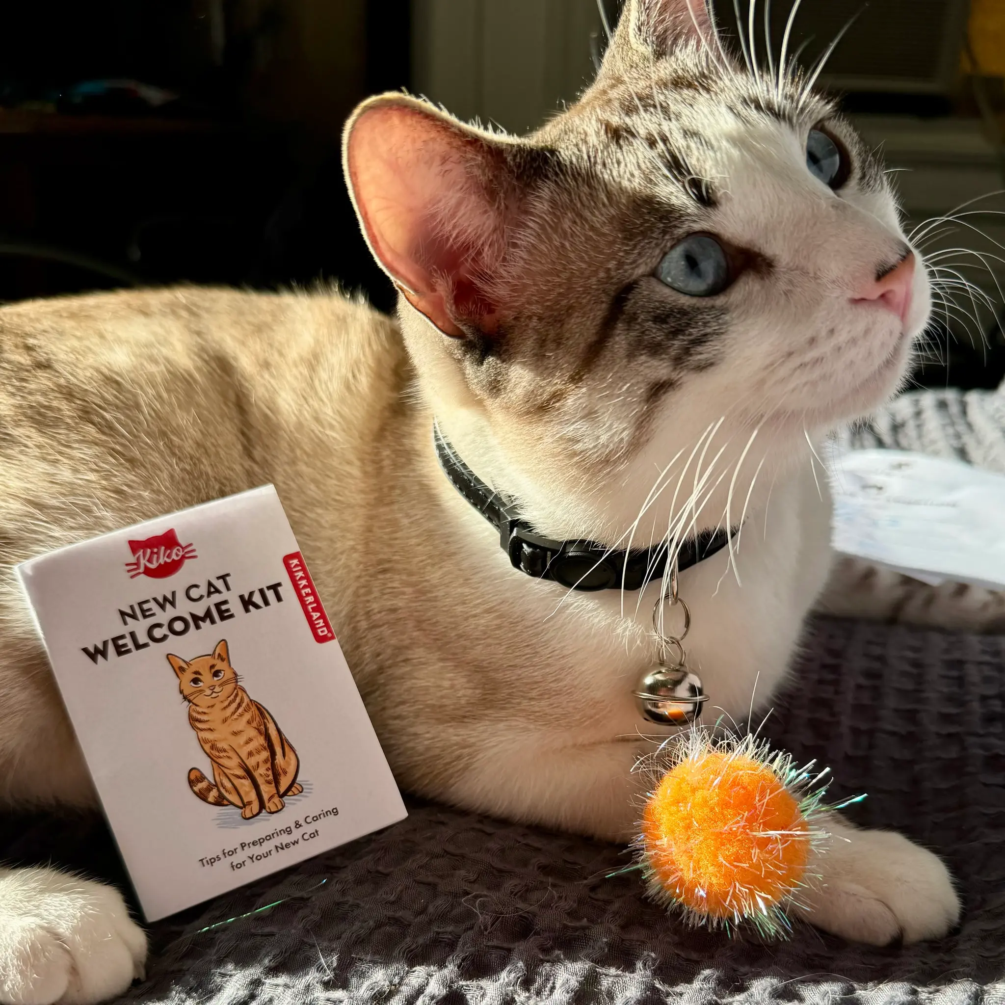 Kikkerland Kikkerland Kiko New cat welcome kit