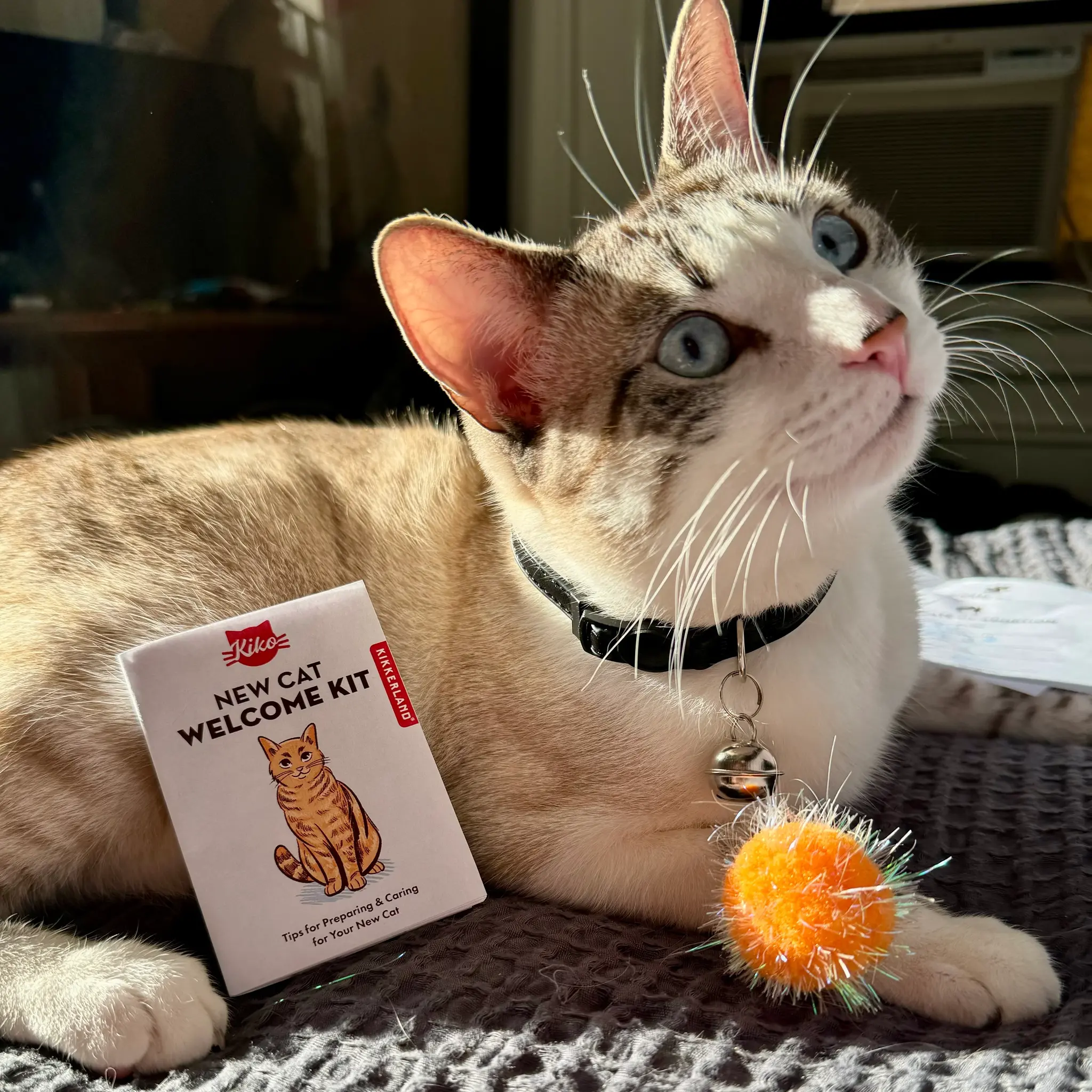 Kikkerland Kikkerland Kiko New cat welcome kit