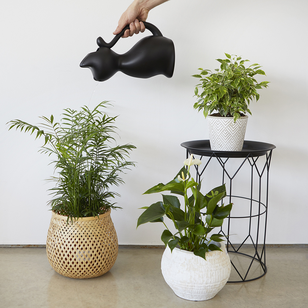 Balvi Zwarte katten gieter - kunsstof