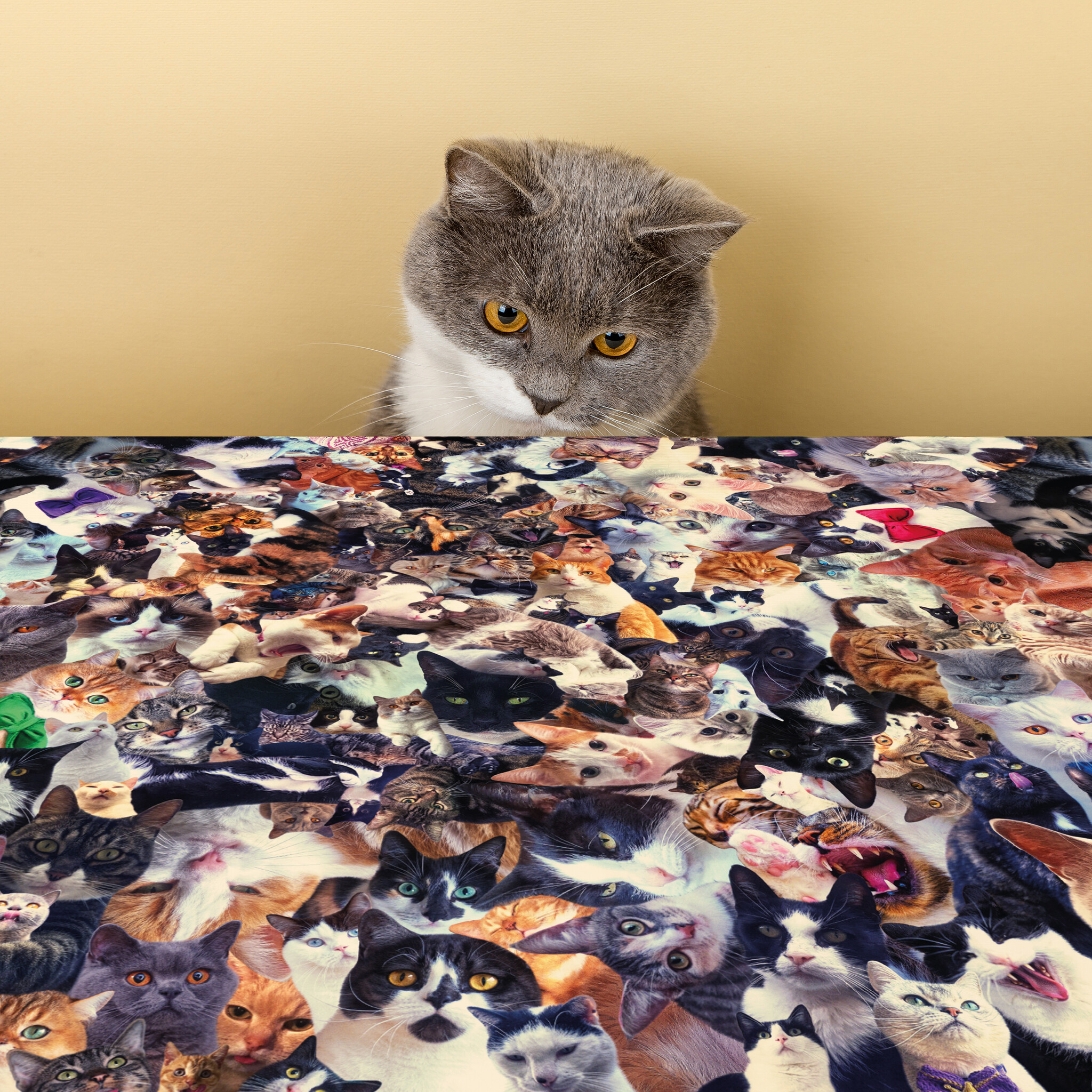 Kat & Crazy cats inpakpapier - 5 vellen van 50x70 cm