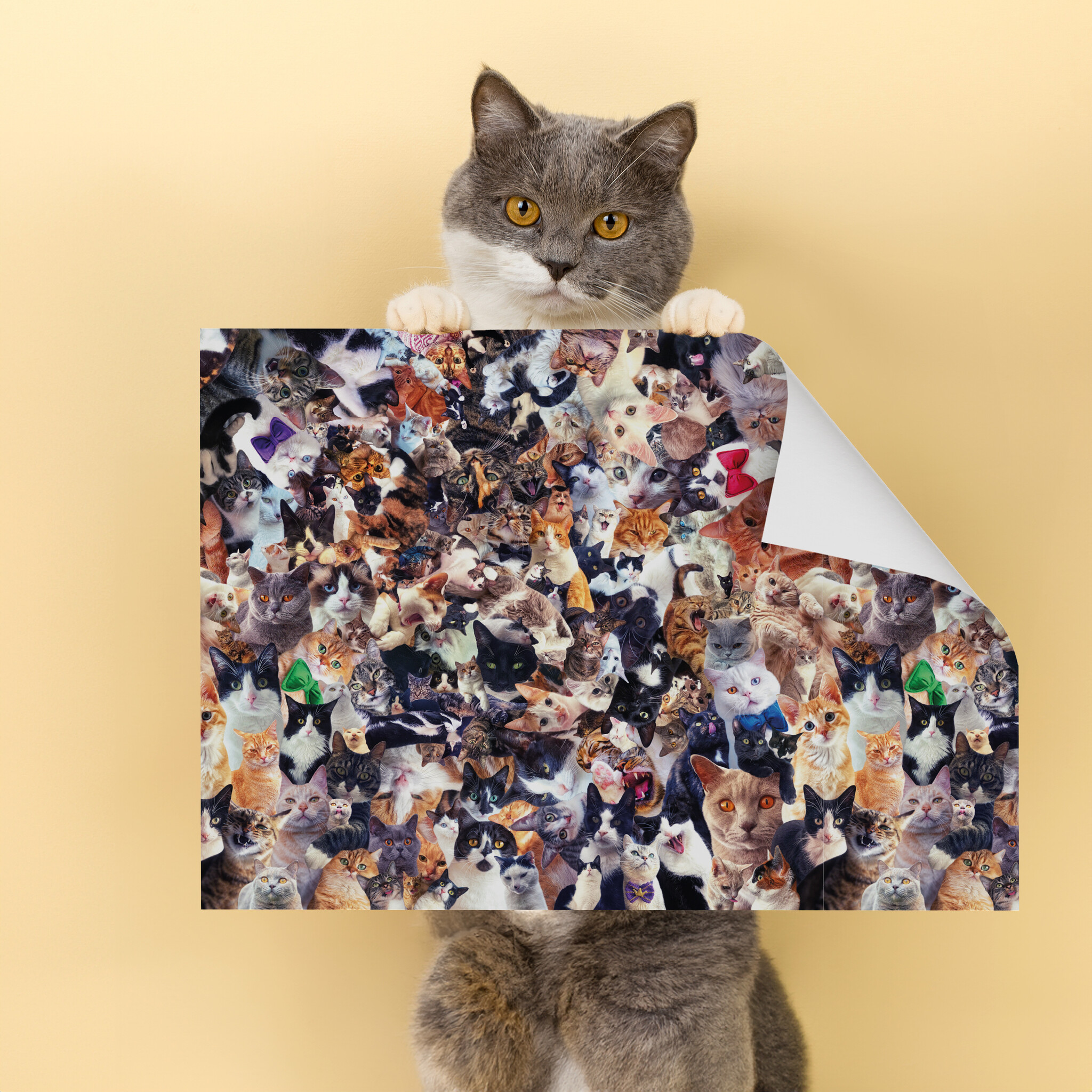 Kat & Crazy cats inpakpapier - 5 vellen van 50x70 cm