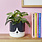 Balvi Plant Pot Kitty