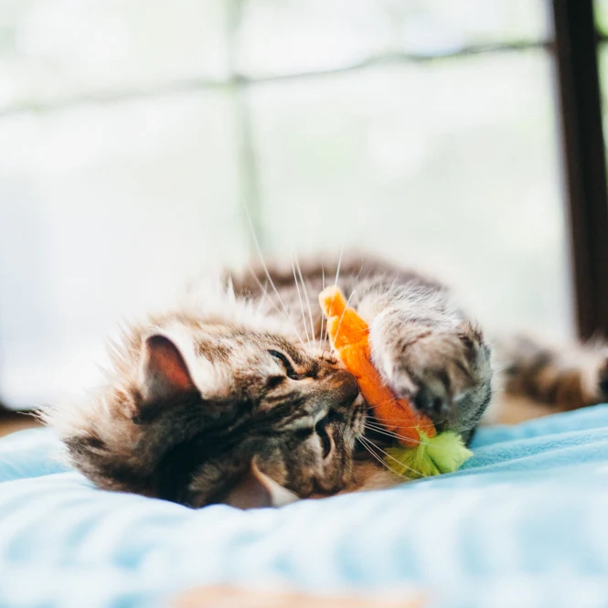 P.L.A.Y. Feline Frenzy P.L.A.Y. Feline Frenzy - Groenten uit de tuin