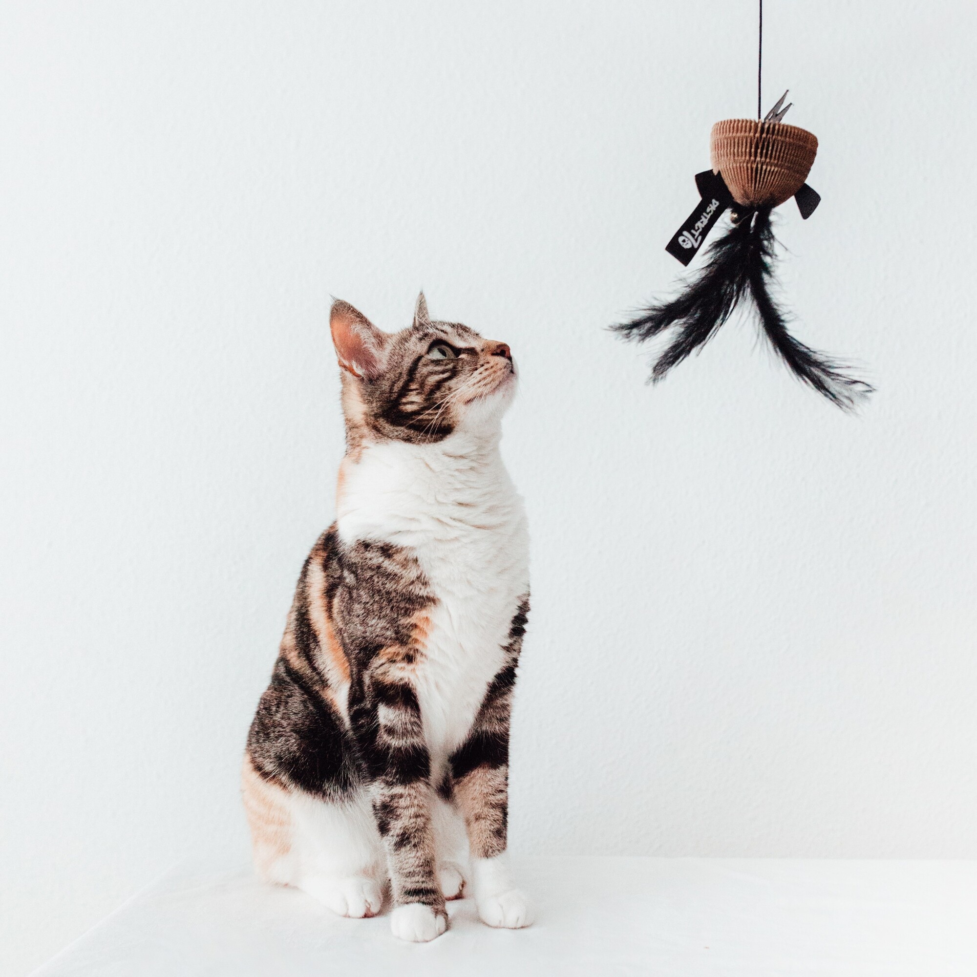 District 70 Kattenhengel wit karton met veren