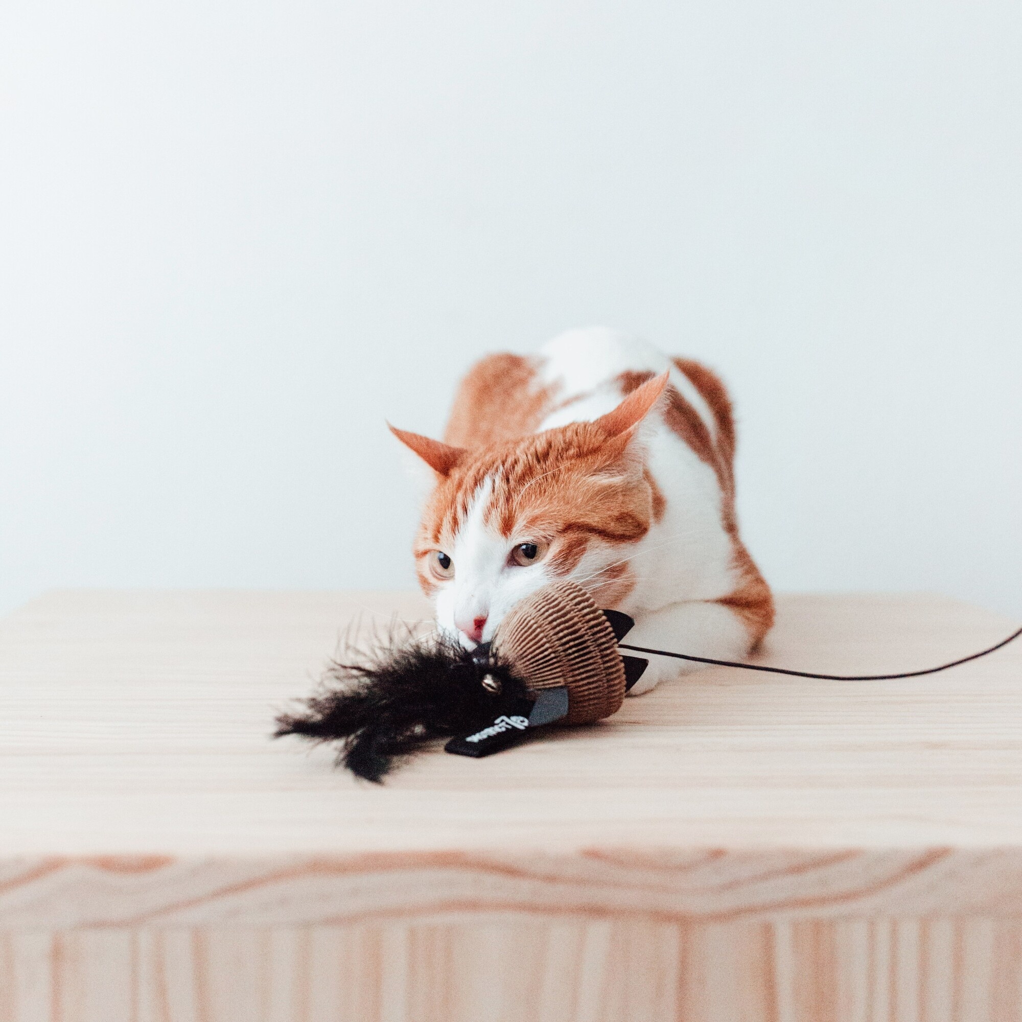 District 70 Kattenhengel wit karton met veren