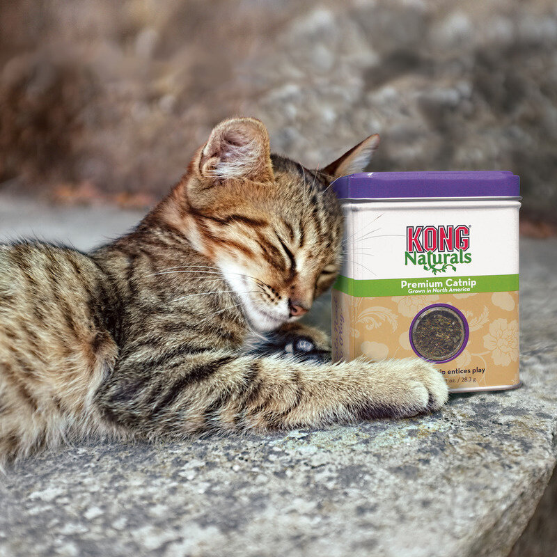 KONG KONG naturals Catnip - 30 gram navulblik