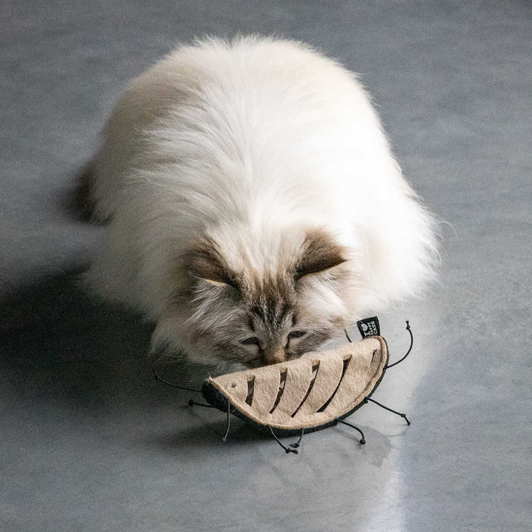 D&D home | I Love Happy Cats Snackspeeltje I Love Happy Cats