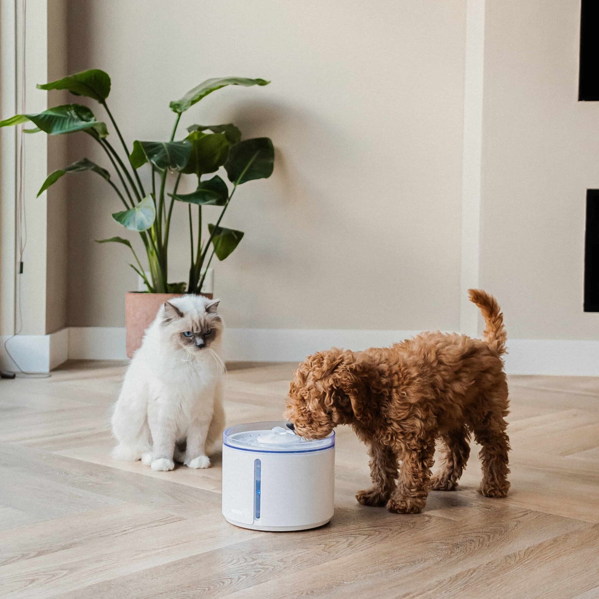 District 70 FLOW Draadloze drinkfontein - Superstil - met bewegingssensor