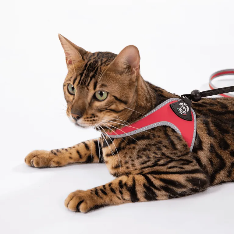 Tre Ponti Tre Ponti 'Liberta' kattentuig - zwart