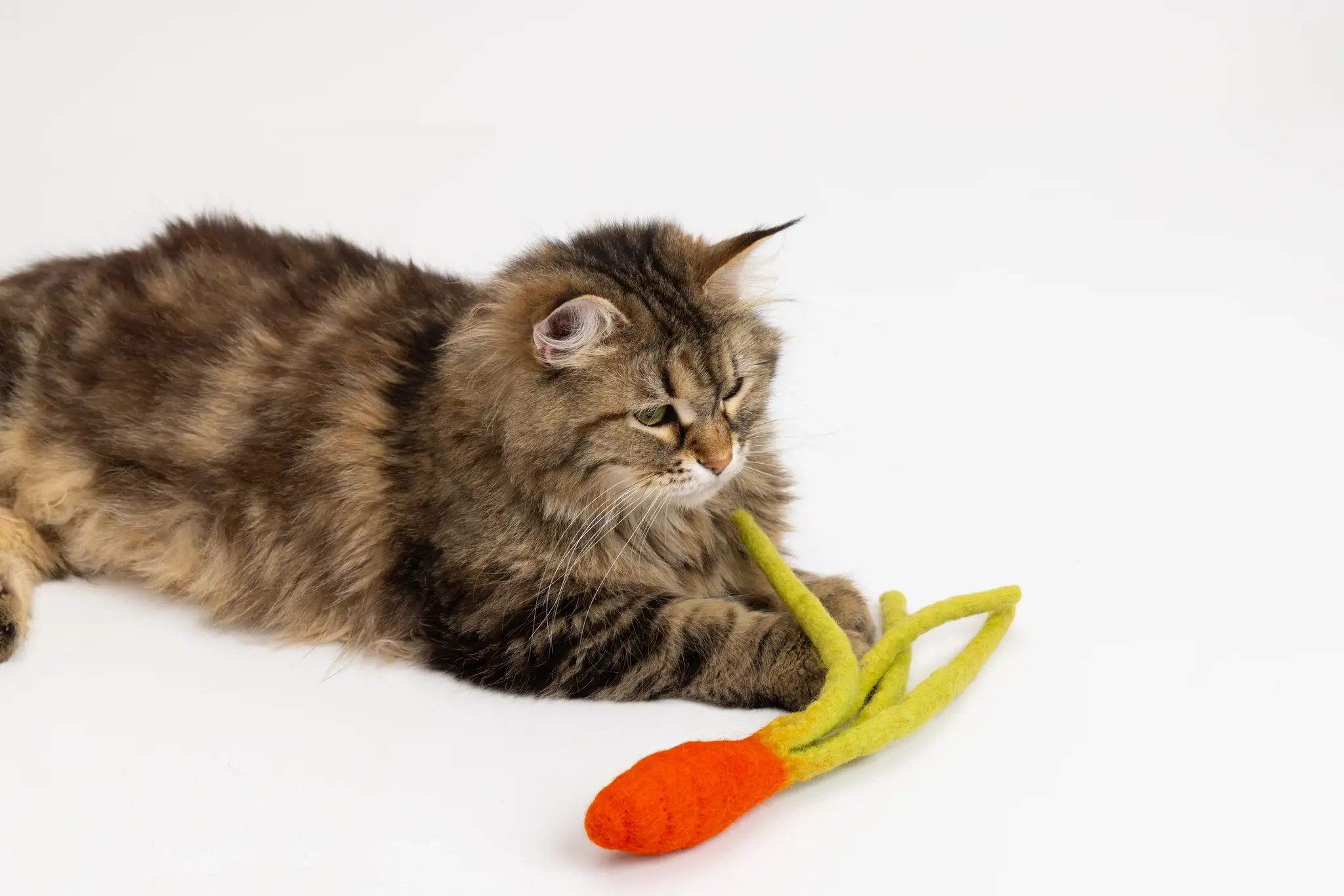 Mimis Daughters Mimis Daughters Crunchy Carrot