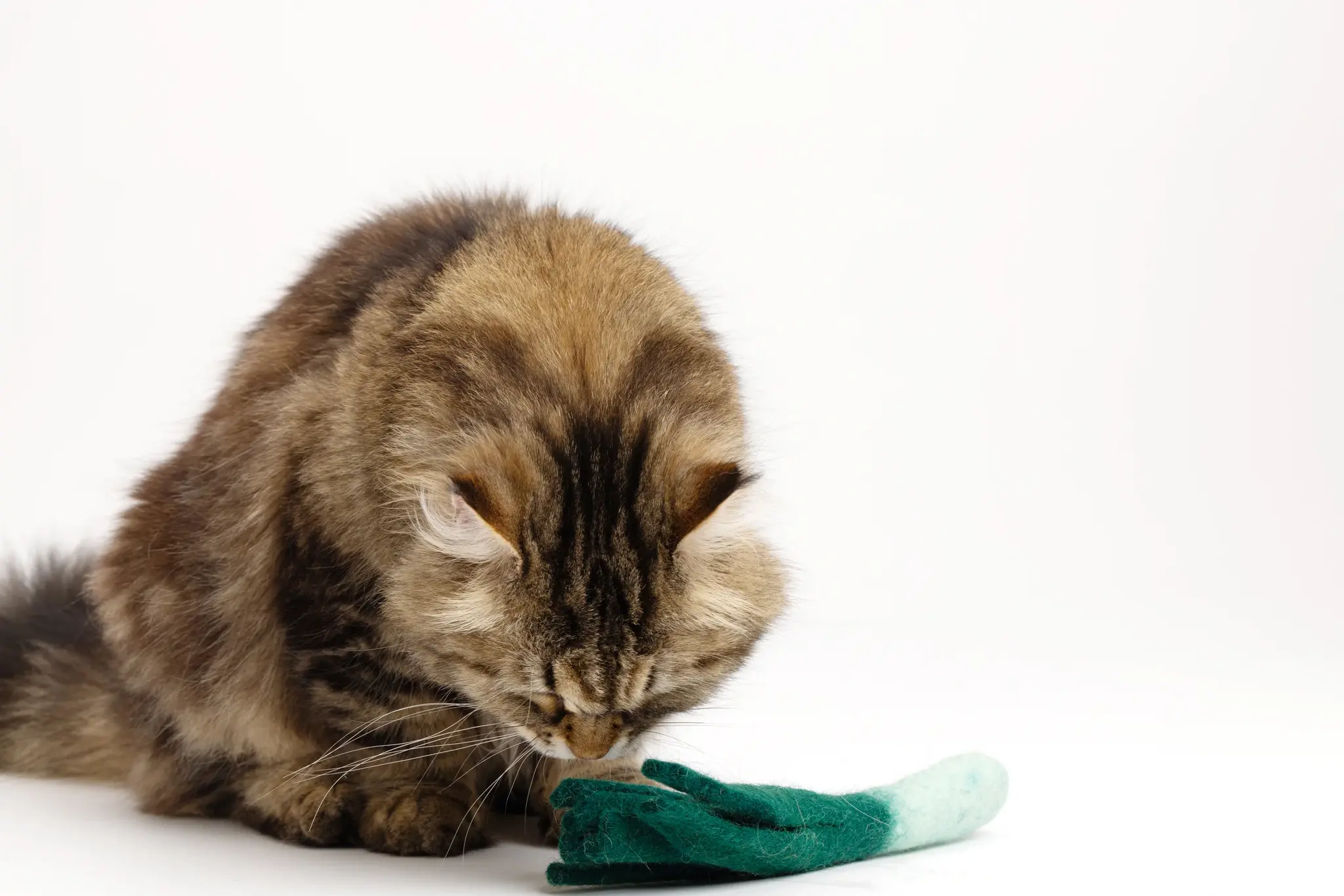 Mimis Daughters Mimis Daughters Lean Leek