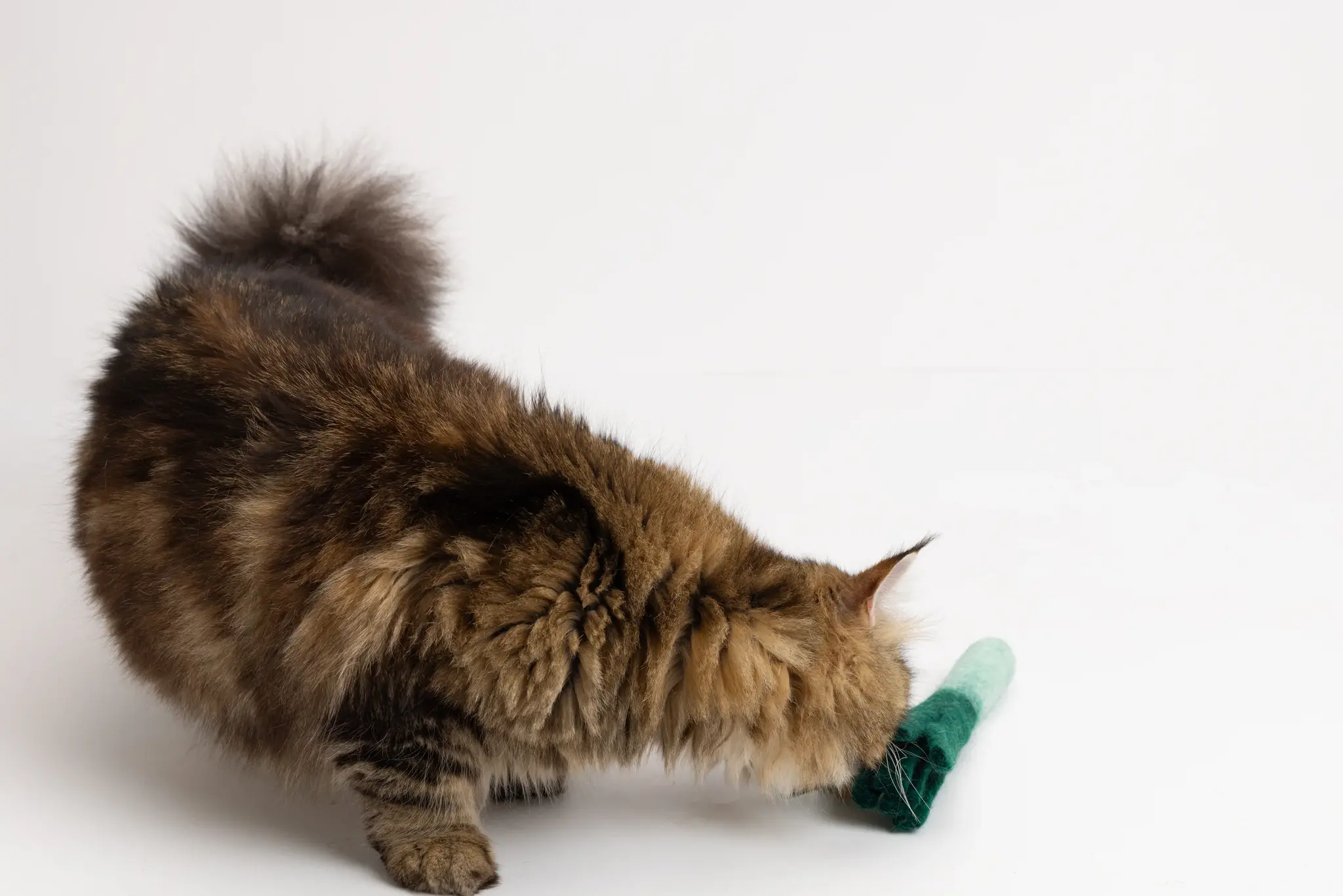 Mimis Daughters Mimis Daughters Lean Leek