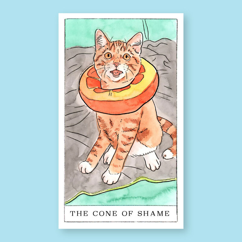 Chronicle Books Kitten Oracle: 50 Cards & Guidebook