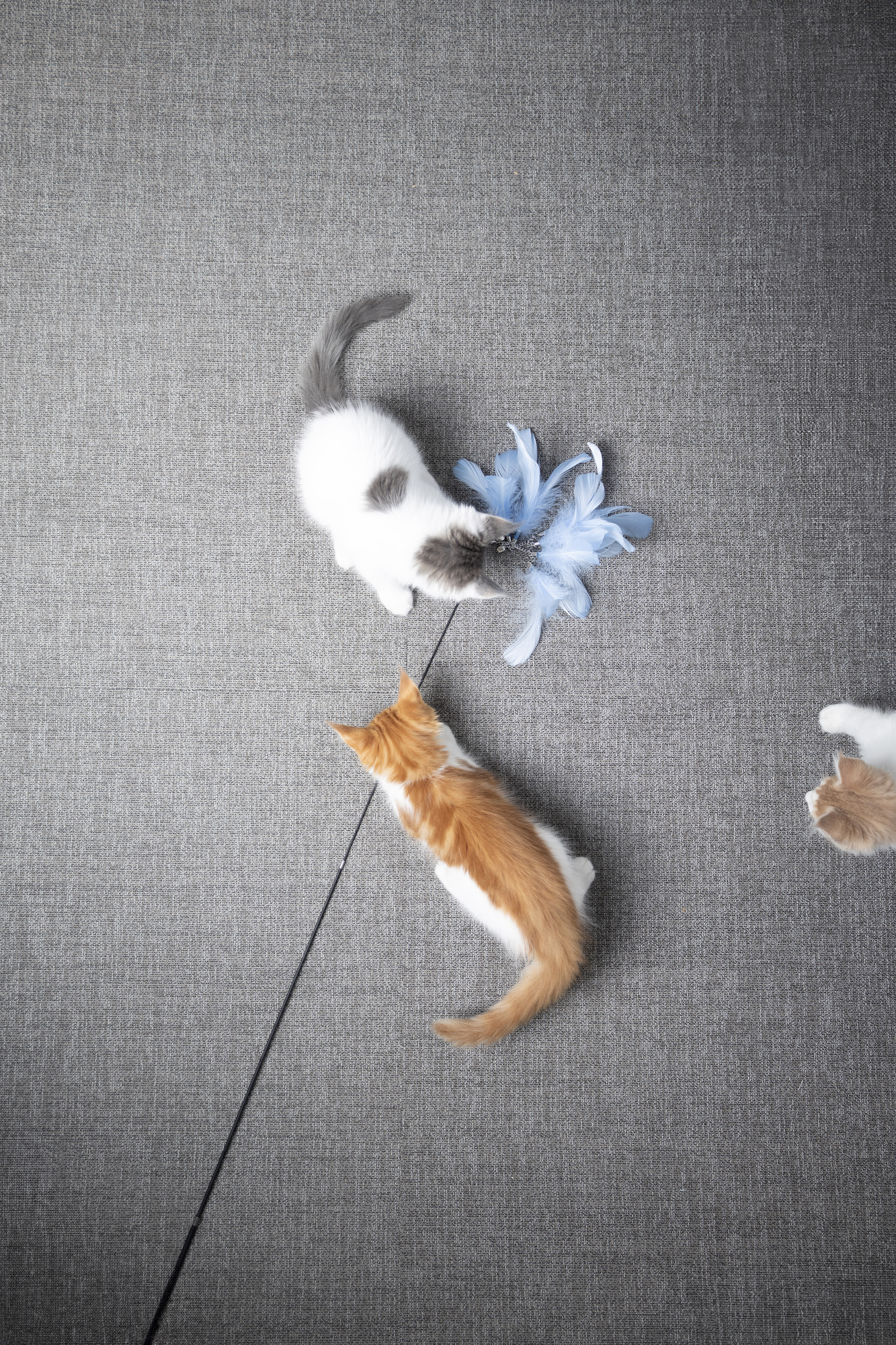 Extra lange kattenhengel 186 cm