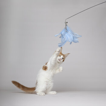 Telescopische kattenhengel 61>186 cm