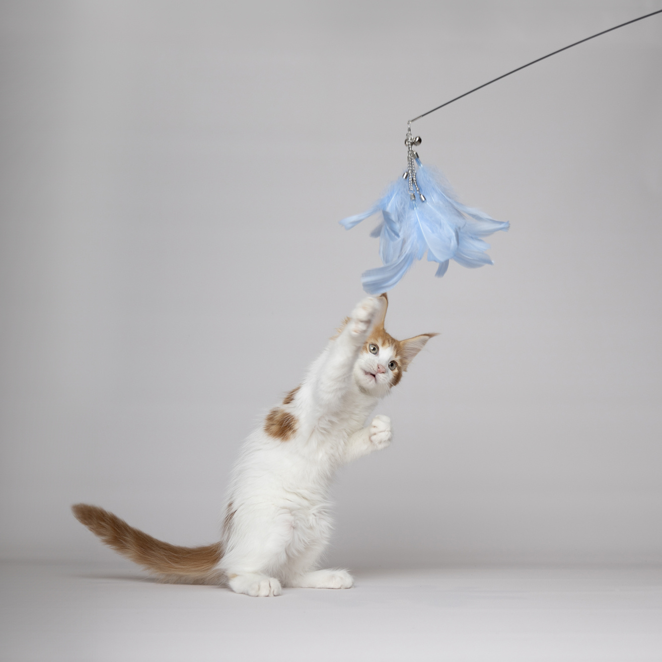 Extra lange kattenhengel 186 cm