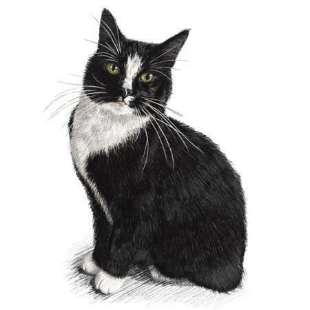 Handgetekend portret van jouw kat