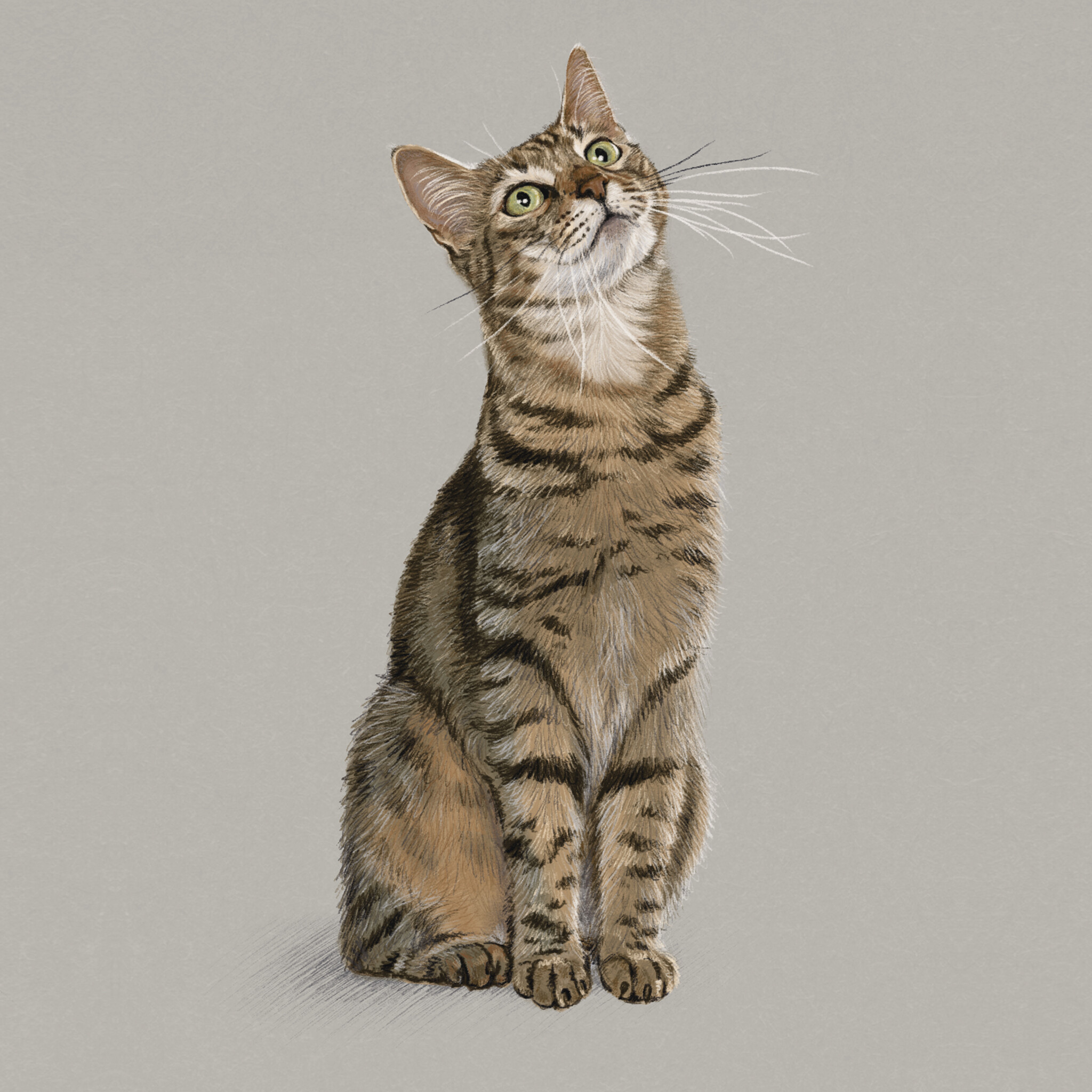 Kat & Handgetekend portret in potlood van je kat