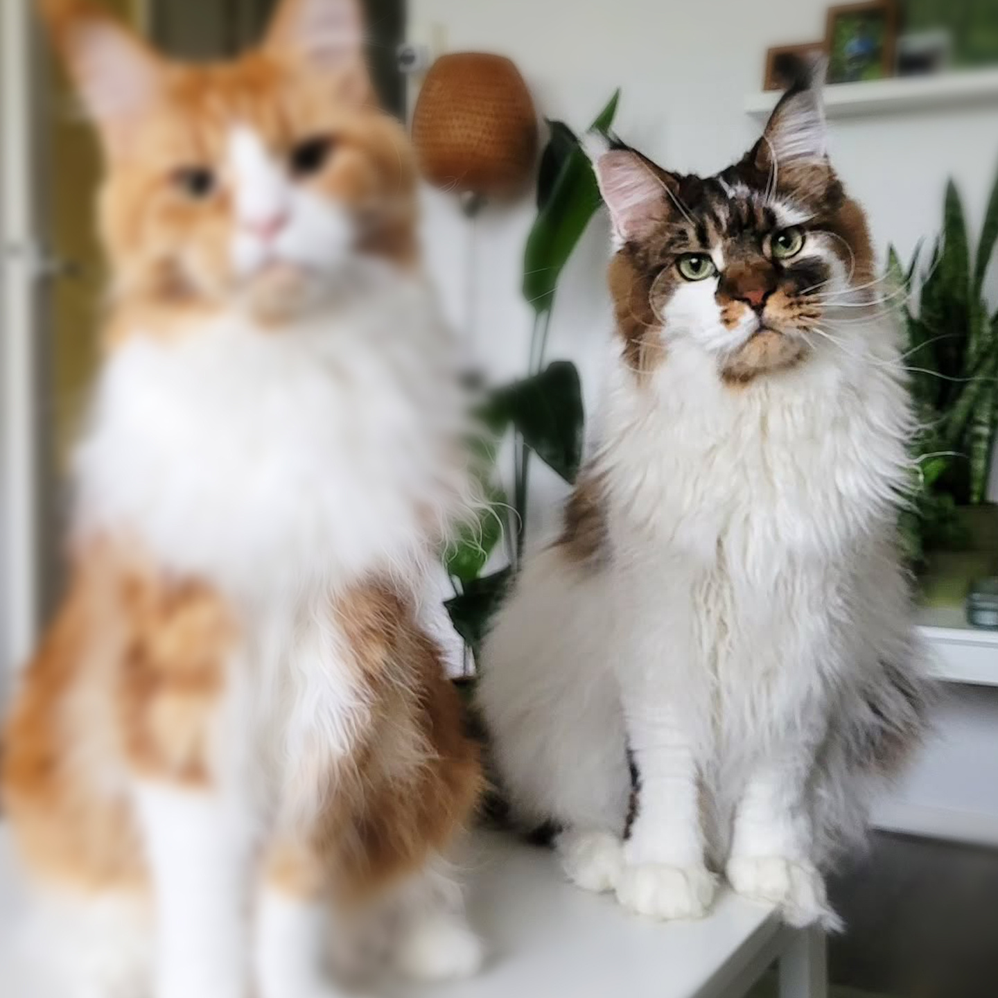 Kat & Handgetekend portret in potlood van je kat
