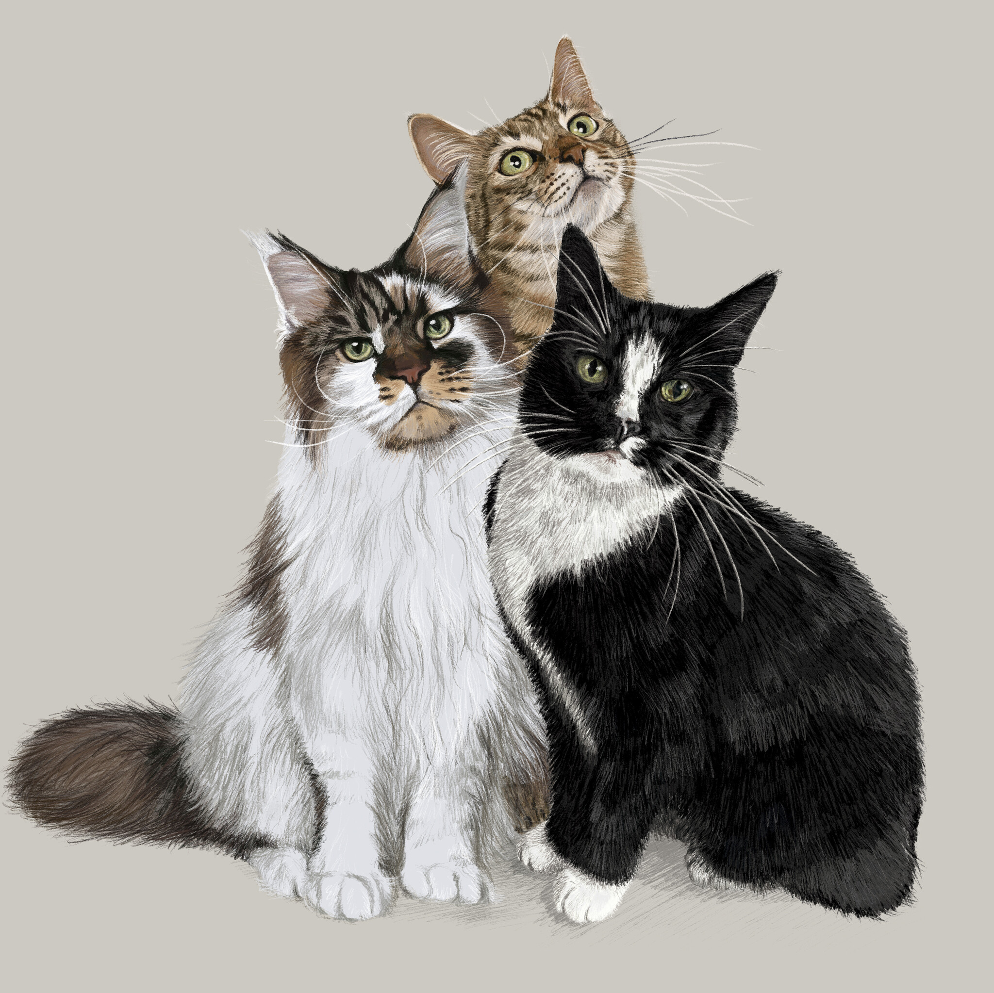 Kat & Handgetekend portret in potlood van je kat