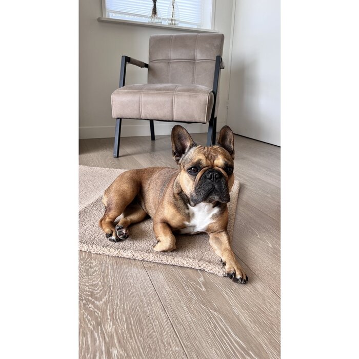 TEDDY - REISDEKEN CRÈME