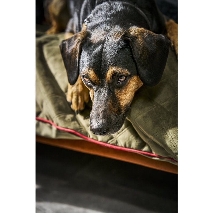 Hondendeken OXFORD Olijf