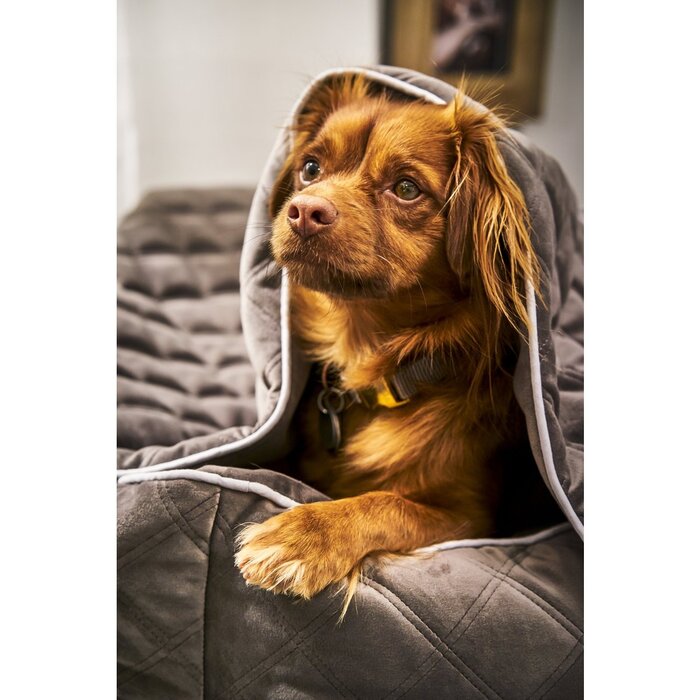Hondendeken OXFORD - Steen