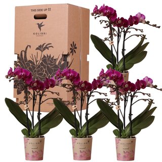 Kolibri Orchids - Surprise box eenkleurig - planten voordeel box - verrassingsbox met 4 verschillende orchideeën - vers van de kweker