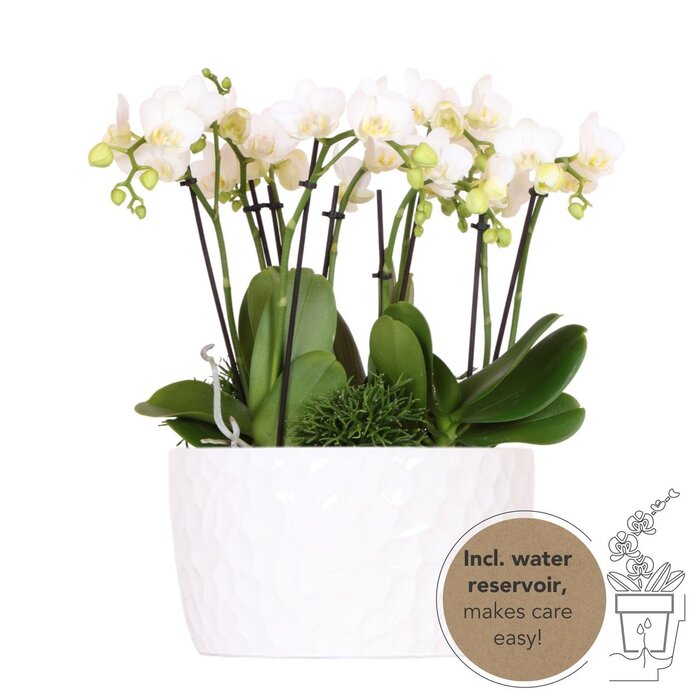 Drie witte orchideeën Amabilis 9cm en drie groene planten Rhipsalis