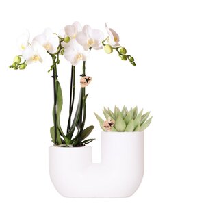 Kolibri Orchids | Set van witte orchidee Amabilis en succulent in Tube sierpot wit - potmaat Ø9cm | bloeiende kamerplant - vers van de kweker