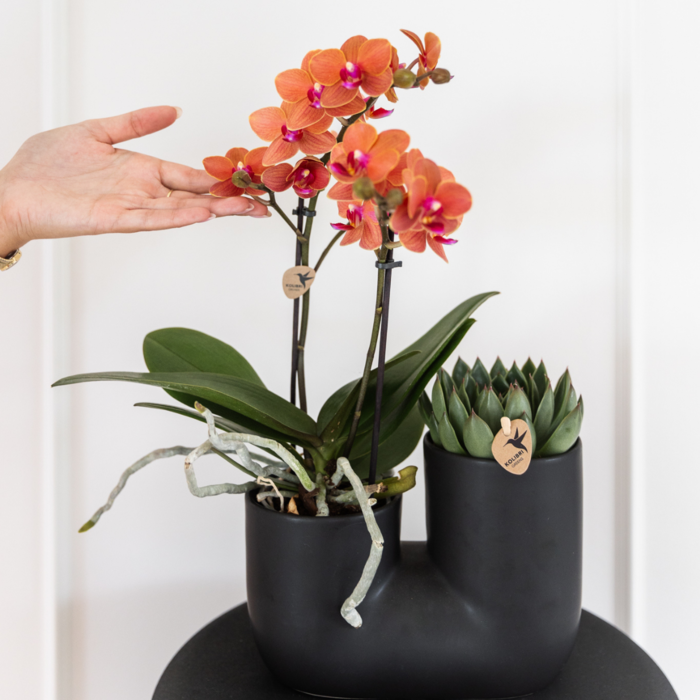 Kolibri Orchids | COMBI DEAL van 4 oranje Phalaenopsis orchideeën - Bolzano - potmaat Ø9cm | bloeiende kamerplant - vers van de kweker
