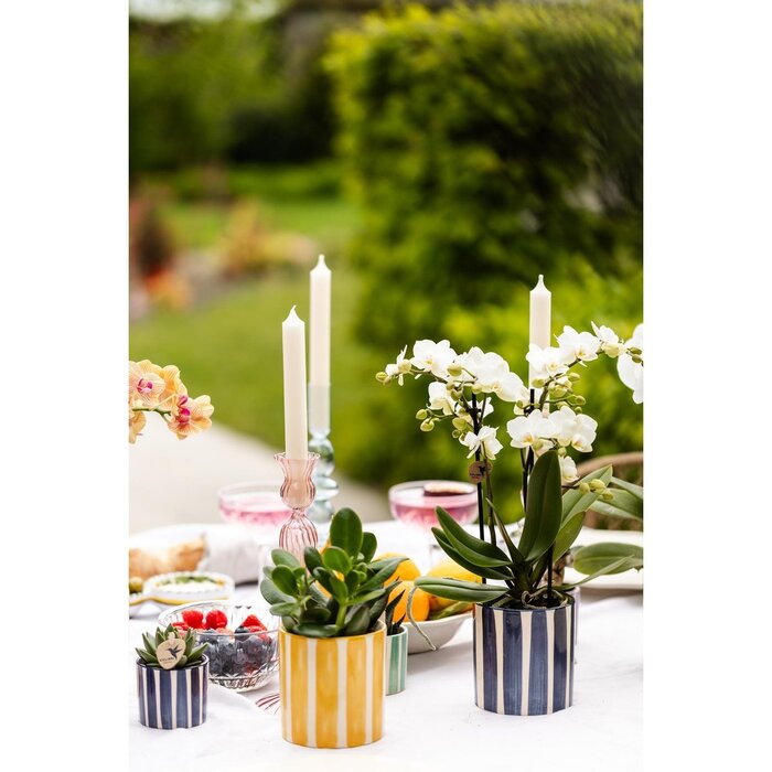 Kolibri Greens | Mix van groene planten + Painted Stripe sierpotten - potmaat Ø9cm & Ø6cm | bloeiende kamerplanten - vers van de kweker