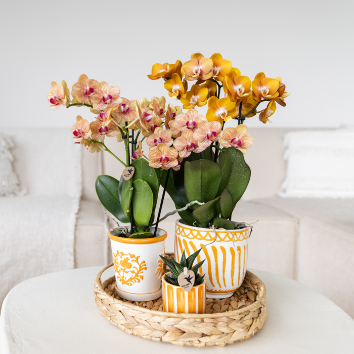 Kolibri Orchids | oranje orchidee Jamaica + Malaga sierpot oranje - potmaat Ø9cm | bloeiende kamerplant - vers van de kweker