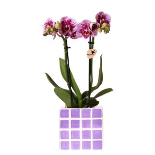 Kolibri Orchids | Paarse phalaenopsis orchidee El Salvador + Mosa sierpot lila - potmaat Ø9cm | bloeiende kamerplant - vers van de kweker