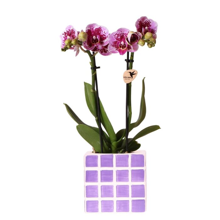 Kolibri Orchids | Paarse phalaenopsis orchidee El Salvador + Mosa sierpot lila - potmaat Ø9cm | bloeiende kamerplant - vers van de kweker