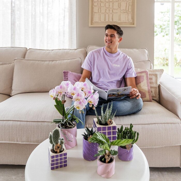 Kolibri Orchids | Paarse phalaenopsis orchidee El Salvador + Mosa sierpot lila - potmaat Ø9cm | bloeiende kamerplant - vers van de kweker