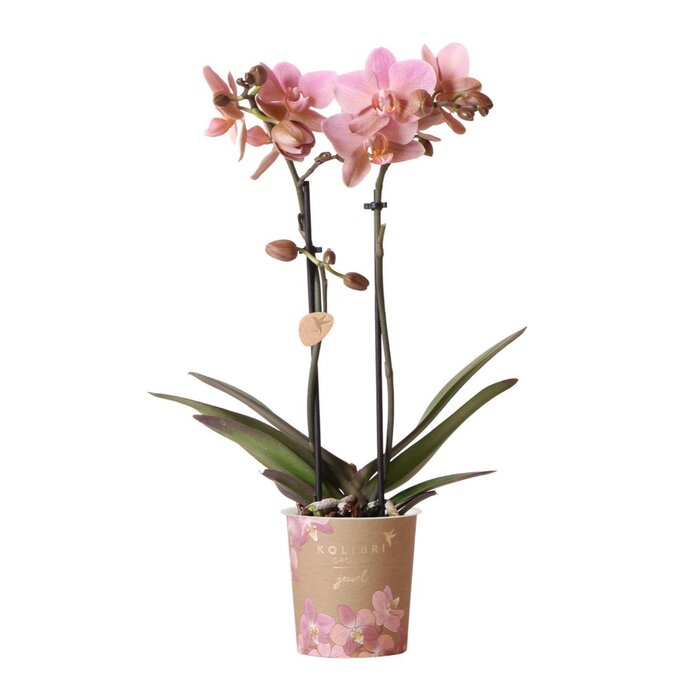 Kolibri Orchids | oudroze Phalaenopsis orchidee - Jewel Treviso - potmaat Ø9cm | bloeiende kamerplant - vers van de kweker