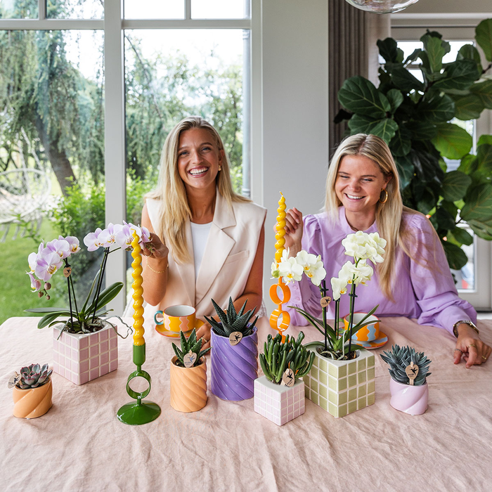 Kolibri Orchids | roze phalaenopsis orchidee Portugal + Mosa sierpot roze - potmaat Ø9cm | bloeiende kamerplant - vers van de kweker